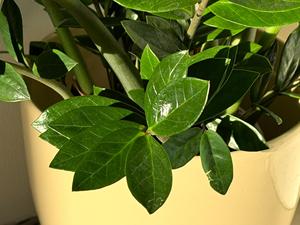Planta ZZ Fresca y Viva de Primera Calidad, Bajo Mantenimiento, Zamioculcas Zamiifolia, Resistente a la Sequía, 30 Piezas, Auténtica Follaje Interior, Semillas Botánicas - Product Image 1