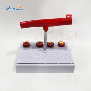 血管教育科学モデル学生向け医療教育用品 - Product Image 6