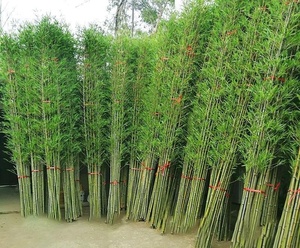 Cây tre nhân tạo thực tế nhà vườn khách sạn trang trí cây nhân tạo chất lượng cao trong nhà cây cảnh nhân tạo - Product Image 4