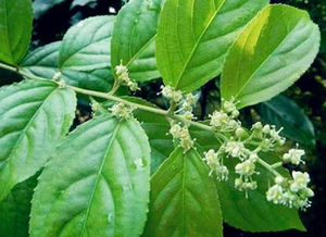 En kaliteli fabrika kaynağı Thunder tanrı Vine özü Thunder tanrı Vine özü - Product Image 3