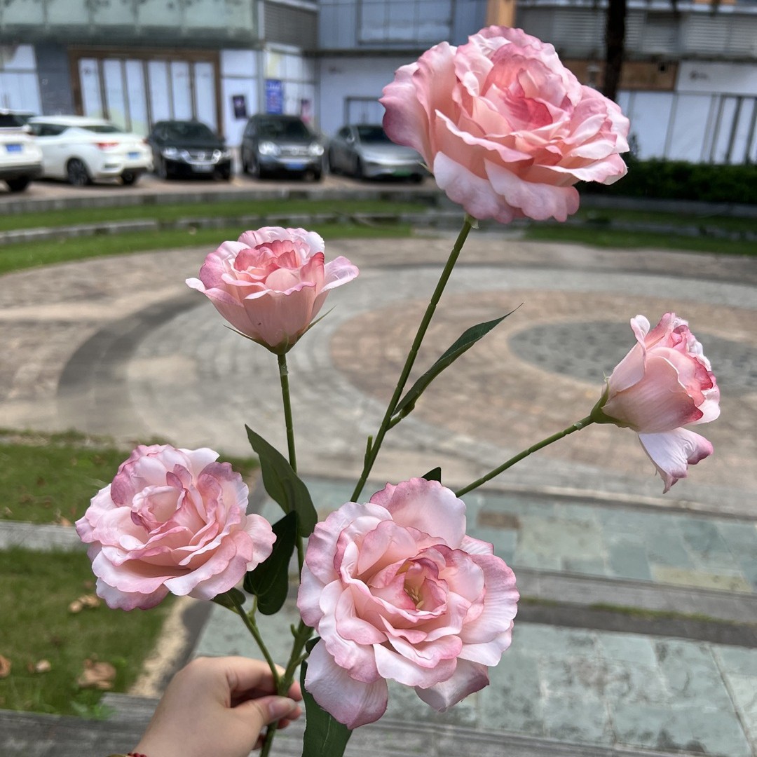 5 têtes de poudre de pâte de haricot platycodon grandiflorum