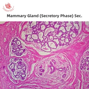 Mikroskop vorbereitete Objektträger des weiblichen Fort pflanzung systems 6 Artikel Eierstock-Folien biologie für pädagogische Zwecke Histologie-Objektträger - Product Image 5