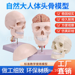 Modèle de crâne humain de simulation médicale 1:1 pour adultes : Anatomie du crâne, crâne blanc avec colonne cervicale, anatomie du cerveau - Product Image 4