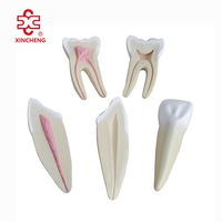 Modelo de Dientes