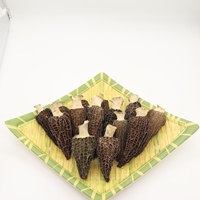 Vente directe en usine, vente en gros de champignons de Morilles noires, culture de champignons de morille de Mycelium