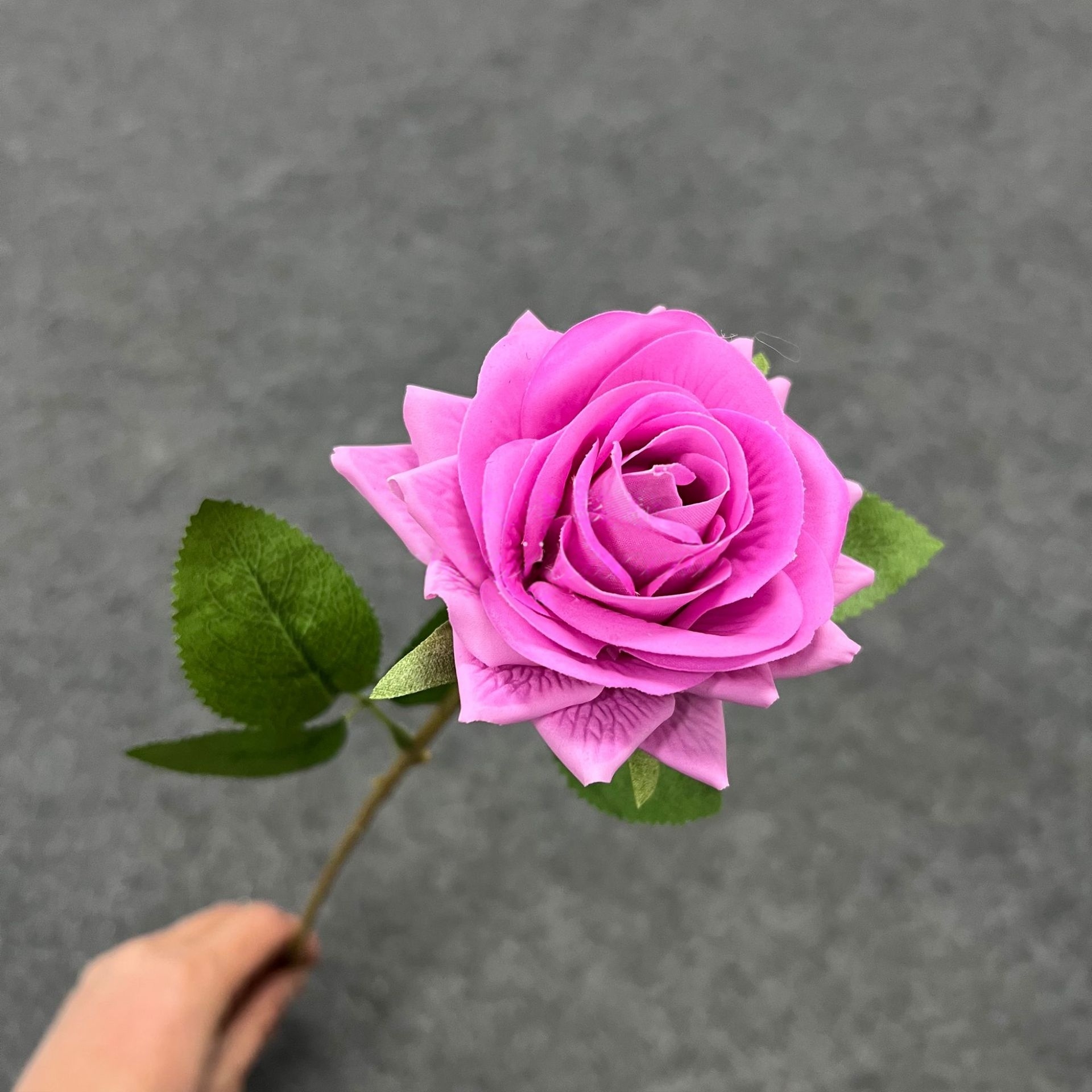 สีม่วง