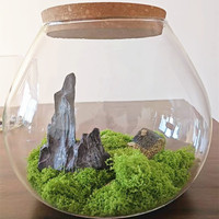 Grand terrarium en verre moderne pour plantes aériennes et succulentes - Vase de table fait main écologique pour la décoration de la maison/du bureau