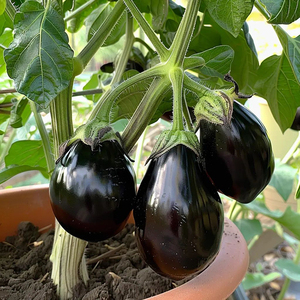 Graines d'aubergine Moon Star Black Beauty, haute germination, hybride F1 - Product Image 4