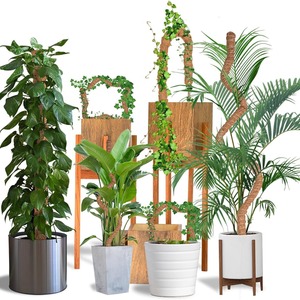 Tự làm hình dạng uốn cong thực vật hỗ trợ leo dừa dừa rêu cực tùy chỉnh gói vườn cây Totem rêu cực - Product Image 3