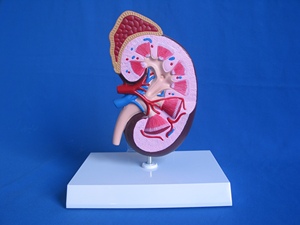 Modelo Anatómico de Riñón Humano para el Estudio del Sistema Urinario y Endocrino en Ciencias Médicas, Material PVC, Marca YUANZHOU, Hecho en China - Product Image 1