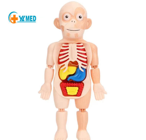 Modèle de puzzle en PVC sur l'anatomie du corps humain, marque YULIN, jouet éducatif pour enfants, squelette de torse à assembler, apprentissage précoce de la structure des organes - Product Image 2