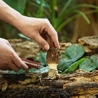 Couteau à champignons OdenPeak en acier au carbone avec brosse et sac - Manche en bois de haute qualité - Excellent cadeau pour les collectionneurs de champignons