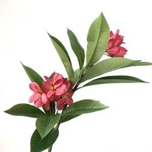 Haute qualité 3D imprimé artificiel Plumeria Rubra fleurs <span class=keywords><strong>frangipanier</strong></span> <span class=keywords><strong>frangipane</strong></span> avec tige pour mariage noël décoration de la maison - Product Image 6
