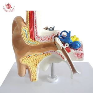 Modèle d'anatomie de modèle d'oreille humaine ultra réaliste petit et exquis recours d'enseignement - Product Image 5