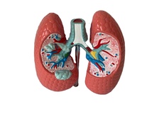 Modèle anatomique de poumon en PVC YL-Y012 pour la comparaison des effets du tabagisme et des drogues chez l'homme dans les hôpitaux scientifiques médicaux - Marque YULIN