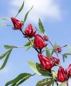 GXWW Nueva Cosechada Fresca Roselle <span class=keywords><strong>Jamaica</strong></span> Sorrel Corta Pétalos <span class=keywords><strong>de</strong></span> Flores <span class=keywords><strong>de</strong></span> Hibisco para Té <span class=keywords><strong>de</strong></span> Flores Envasado en Bolsitas y Tazas - Product Image 2