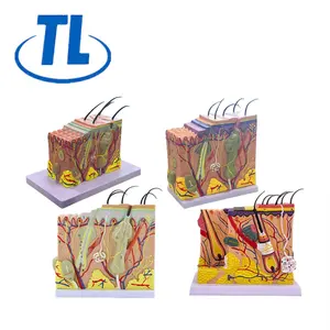 Modelo de piel folículo piloso humano estructura de la glándula sudorípara magnificada 70 veces crecimiento del cabello nivel tridimensional molde de enseñanza de belleza