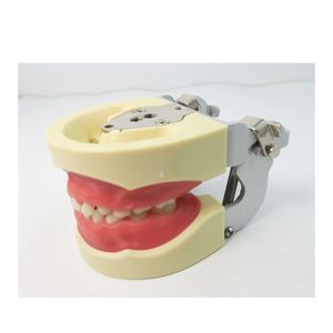 Étude dentaire modèle standard pour enfant modèle de dents primaires 24 pièces dents gomme molle - Product Image 5