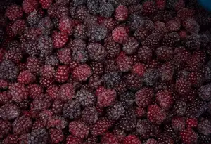 전형적인 검은 냉동 딸기 블랙 베리 과일