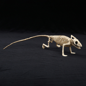 <span class=keywords><strong>Esqueleto</strong></span> realista <span class=keywords><strong>de</strong></span> araña <span class=keywords><strong>de</strong></span> murciélago Animal <span class=keywords><strong>de</strong></span> 9 pulgadas, 10 pulgadas y 11 pulgadas para decoración <span class=keywords><strong>de</strong></span> Halloween - Product Image 5