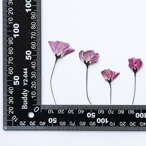 Bourgeons de bégonia fleur séchée fleur pressée bricolage signets en relief époxy fleur séchée coque de téléphone portable spécimen de plante - Product Image 6