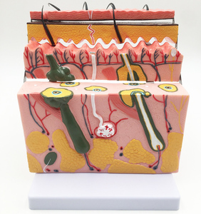 Gelsonlab HSBM-336 Allargata modello di struttura della <span class=keywords><strong>pelle</strong></span> <span class=keywords><strong>umana</strong></span> anatomico modello di <span class=keywords><strong>pelle</strong></span> - Product Image 5