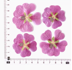 Arbuste <span class=keywords><strong>Althea</strong></span> pétale bricolage bougie savon faisant plante naturelle écologique <span class=keywords><strong>fleur</strong></span> pressée séchée - Product Image 4