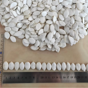 Semillas de calabaza crudas de alta nutrición, semillas de calabaza secas sin tostar para distribución al por mayor - Product Image 1