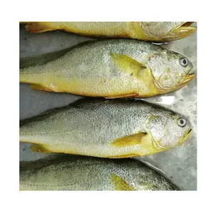 דגים קפואים פתולוג 500 - 600 גרם מסין