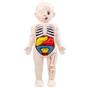 14 종 세트 어린이 과학 및 교육 인체 장기 모델 DIY 조립 조기 교육 몬테소리 장난감