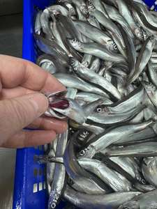 Pescado Capelin Congelado Entero y Redondo, Conservado en Agua Natural, Shishamo - Product Image 2