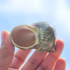 Concha pulida Concha Verde Antiguo Rollo Especial Cangrejo Ermitaño Acuario Peces para Paisaje Amarillo <span class=keywords><strong>Salamandra</strong></span> - Product Image 2