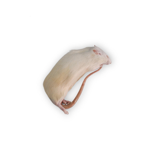 Premium Dehydrated <b>Rat</b> Feeder Whole Prey For Raptor Feed And Reptile Zoo Diet - Product Image 1