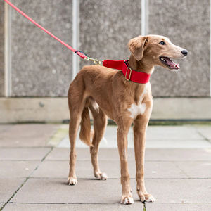 Fullto, duradero y elegante, correas personalizadas, collares para perros, <span class=keywords><strong>Collar</strong></span> de perro <span class=keywords><strong>Martingale</strong></span> ancho para entrenamiento - Product Image 6