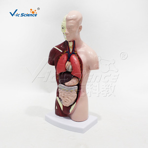 Modèle de torse en 7 parties de 26 cm, affichant les structures des organes internes ; équipement de formation en anatomie pour les écoles de médecine. - Product Image 3