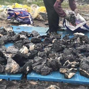 มังกรหิน Aquarium Rock สำหรับถังปลาสำหรับตกแต่งสวน Aquarium - Product Image 4