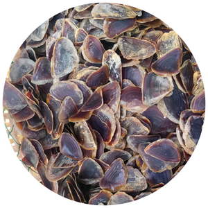 Tự nhiên operculum vỏ/rẻ hơn Seashell/mrex operculum với chất <span class=keywords><strong>l</strong></span>ượng cao từ 99 dữ liệu Vàng - Product Image 1