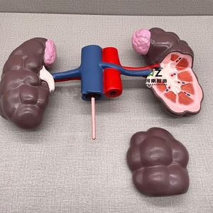 Animal avanzado PVC ganado vaca riñón modelo anatómico para la enseñanza - Product Image 4