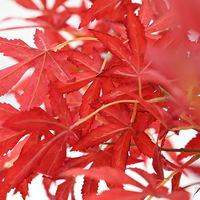 Bonsaï artificiel de 105 cm en forme de feuille naturelle, plante d'érable japonais d'extérieur avec couleurs d'automne, décoration de bureau, article en promotion