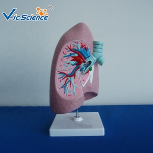 Modèle pulmonaire bronchique, modèle d'anatomie pulmonaire, modèle d'enseignement médical, modèle d'anatomie du corps humain - Product Image 1