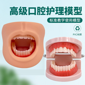 Modelo avanzado de higiene bucal (con mejillas) Modelo de higiene bucal, modelo de cuidado dental - Product Image 2