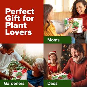 Kit <span class=keywords><strong>d</strong></span>'arbre bonsaï Offre Spéciale cultivé à la maison facile à cultiver 4 espèces pour jardin ensemble de <span class=keywords><strong>d</strong></span>écoration extérieure pour <span class=keywords><strong>espace</strong></span> de sol pour femmes hommes - Product Image 4