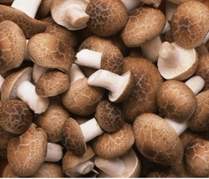 Prodotti di vendita calda cibo sano Shii-take congelato/fungo di ostriche - Product Image 5