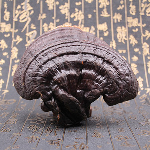 Té de Ganoderma Lucidum Silvestre Natural Chino, <span class=keywords><strong>Hongo</strong></span> <span class=keywords><strong>Reishi</strong></span> - Product Image 3