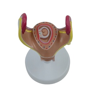 Mô hình phát triển phôi người 8 giai đoạn phát triển Kích thước cuộc sống của thai nhi từ hợp tử đến em bé để đào tạo trường Y - Product Image 3