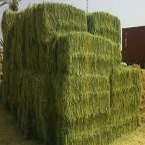 Heno de Alfalfa de alta calidad, balsas de alimentación mezcladas, calidad de exportación para forraje de animales desde Pakistán, calidad estándar coreana - Product Image 4