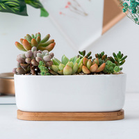 Pots à succulentes en céramique ovales de petite taille, blancs, avec plateau en bambou et trou de drainage, support minimaliste pour plantes de cactus de jardin