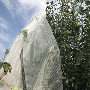 <span class=keywords><strong>Filet</strong></span> anti-grêle <span class=keywords><strong>pour</strong></span> vergers, arbres à pommes, cerisiers, protection des cultures, garantie 5 ans, stabilisé aux UV, en HDPE, protection contre la grêle - Product Image 6