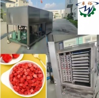 Machine de lyophilisation sous vide en acier inoxydable Shandong Zhuoyu, haute productivité, pour champignons et gingembre