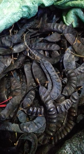 Fructus Gleditschia Seco - Locust Seco de Vietnam - Product Image 6